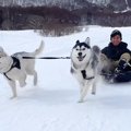 2匹のハスキー犬と一…