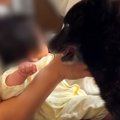 赤ちゃんの子守りを…