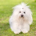 ボロニーズ｜犬種の…