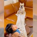 犬が使っているタオ…