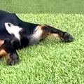 坂道にいる犬→『普通…
