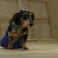子犬工場で監禁され…