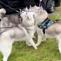 ハスキー犬7兄弟が『…