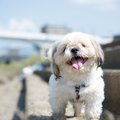 犬の元気を失くして…