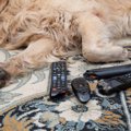 犬の飼い主が経験す…