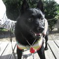 愛犬の存在が飼い主…