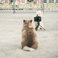 犬の写真をかわいく…