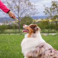 犬の「褒めるしつけ…