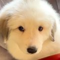 『超大型犬を軽い気…