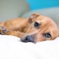 犬の「発作」は突然…
