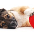 犬の肝臓がんは早期…