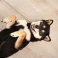 知らないうちに愛犬…