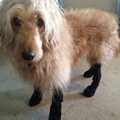 犬のほんわかする話