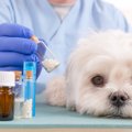 犬の天疱瘡の原因と…
