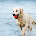 犬種によって得意な…