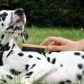 犬がうっとりする３…