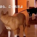 保護子猫がベッドの…