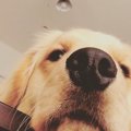 犬の嗅覚は本当に凄…