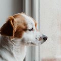 犬の心が折れてしま…