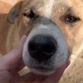 命がけ…！野良犬たち…