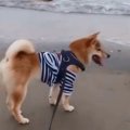 初めての海！波に驚…