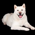 絶滅したニホンオオ…