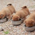 他の犬のごはんを横…