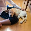 犬が『あご乗せ』し…