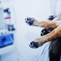 夏の意外な危険、犬…