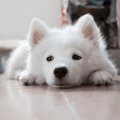 仔犬のしつけでつい…