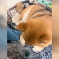 眠っている犬を『盗…