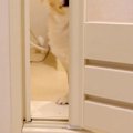 お風呂に入ろうとし…