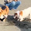 砂浜で先輩犬に穴掘…