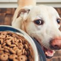 愛犬の食欲減退をサ…