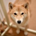 『犬の置物』を玄関…