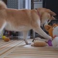恐る恐る…。ゲラゲラ…