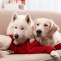 犬が賢いと言われて…