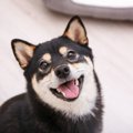 犬を飼っていて『可…