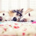 リラックス♡犬が『落…