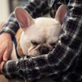 愛犬の食物アレルギ…