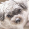 犬を飼う前に考えて…