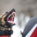 犬が『悪い人』だと…