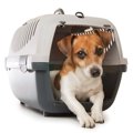 子犬のお迎え当日の…