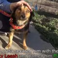 片目を失った犬は、…