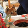 犬が黒豆を食べても…