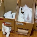 ご飯を食べる6匹の赤…
