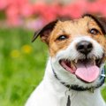 犬は嬉しい時にこん…