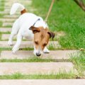 犬が拾い食いしたら…