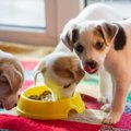 子犬を遊ばせすぎる…