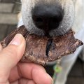 元保護犬におやつを…